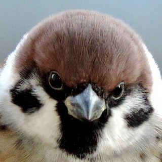 Логотип @hikkanchat - Сычевальня