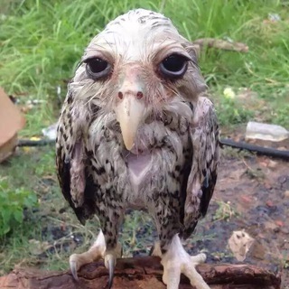 Логотип @hilexxxiee - лешкинсы