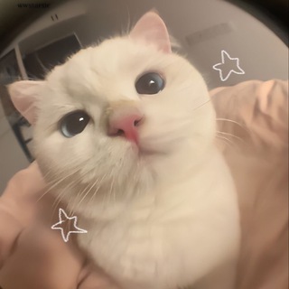 Логотип @himbionechat - чатик 📍