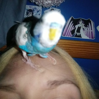 Логотип @himecf - Бред