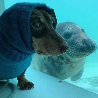 Логотип @hirkaaai - хирка