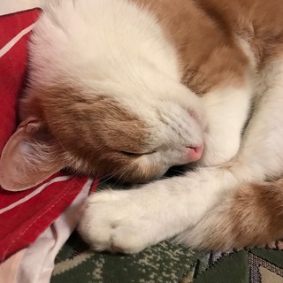 Логотип @historyandcatschat - чятик