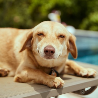 Логотип @historysmalltalk - Истории для смол токов от Лыжина