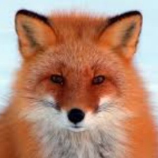 Логотип @hitraya_liska - Приколы😂 Смешные животные😂