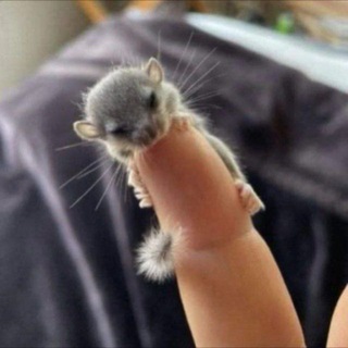 Логотип @hk_yasi - Хейтеры Яси чат 🤡