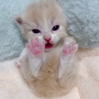 Логотип @hleppi - хлепные крошки