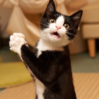 Логотип @hoba_chatik - Хоба-чат