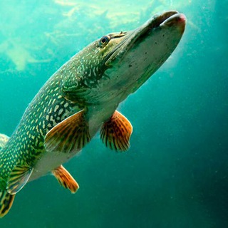 Логотип @hobbitsfishers - Hobbit’s - Fishing (Рыбалка)