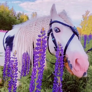 Логотип @hobopeeba - Hobopeeba