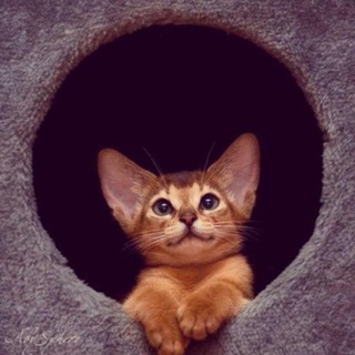 Логотип @hochukinochat - Хочу кино Чат