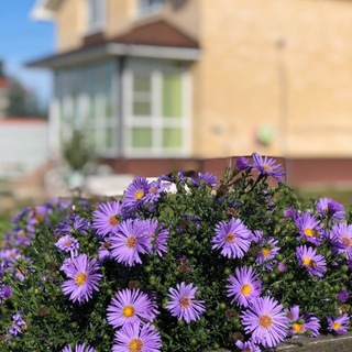 Логотип @hochusvoydom - Любимый дом, уютный сад, урожайный огород