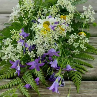 Логотип @holisticgastro - Анна Злобина 🌿Жизнь и травы ✳️ holisticgastro