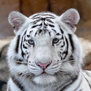 Логотип @holistichealthdefense - Holistic Health Defense