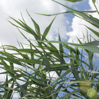 Логотип @homesicka - Путь к себе. Саморазвитие. Йога. Красота.