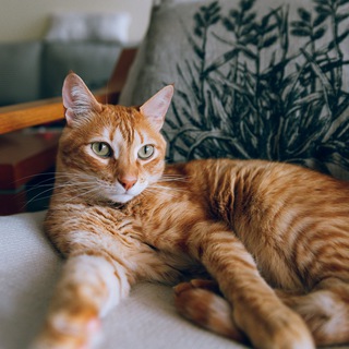 Логотип @homeyoga_kaula - Домашняя йога 🐈