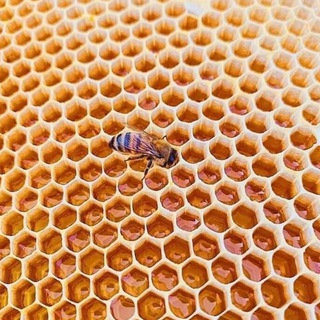 Логотип @honeybotswettie - Honey
