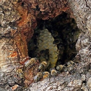 Логотип @honeywilderness - Медовая Глухомань