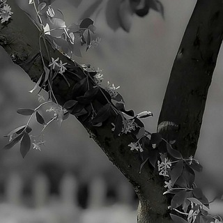 Логотип @honkaxvek - •honkaxvek•