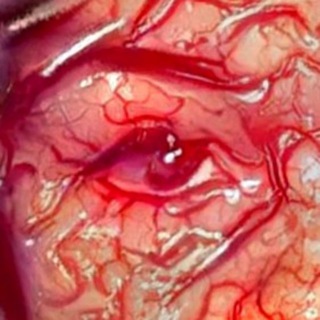 Логотип @horror_cinema - Внутренности Анастасии