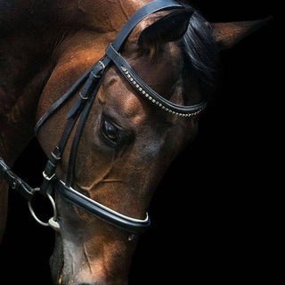 Логотип @horse2605 - 𓃗•Equstrian•life• ❄️🎄