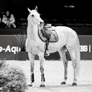 Логотип @horse_fails - Конные фейлы | Взлëты и падения🪽