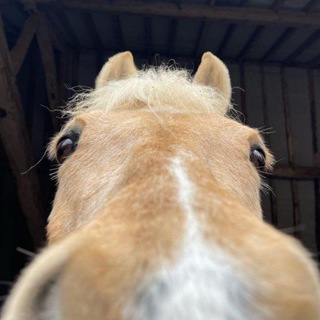 Логотип @horse_humor - Конный юмор | Смешные лошади 😂
