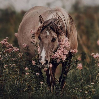 Логотип @horsechatloveju - Чатик общения ♡ 🥰