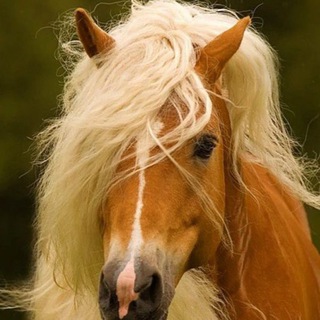 Логотип @horselivesmatter - Баба с возу