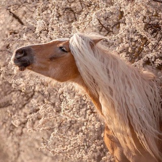 Логотип @horselovel - 🌾лошади🐴фото/видео🐎