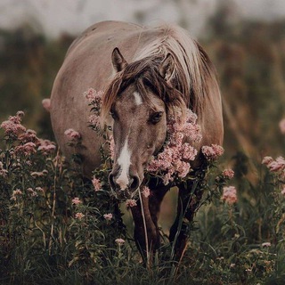 Логотип @horselovephoto - • Equestrian zone •