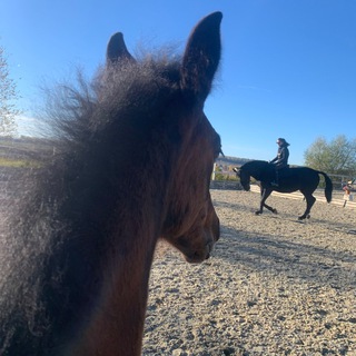 Логотип @horses2222 - ❤️horse lovers 🐴❤️