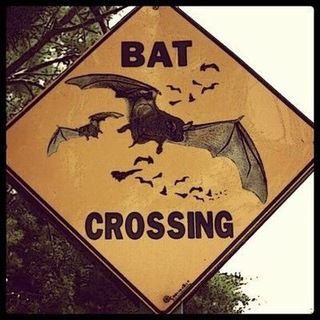 Логотип @hourlybats - Flappy mouse posting🦇