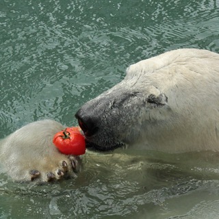 Логотип @hourlybears - Hourly Bears