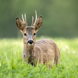 Логотип @hourlybleat - Hourly Bleats