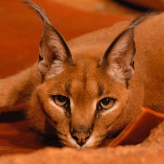 Логотип @hourlycaracal - Hourly Caracals