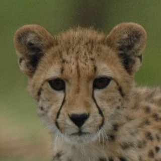 Логотип @hourlycheetahs - HourlyCheetahs