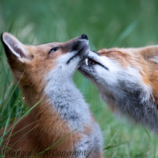 Логотип @hourlyfops - Hourly Fops