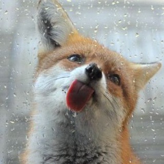 Логотип @hourlyfoxes - HourlyFoxes