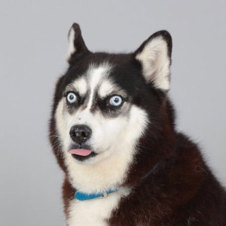 Логотип @hourlyhuskies - HourlyHuskies