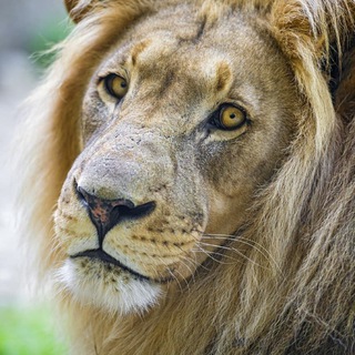 Логотип @hourlyleo - Hourly Lions