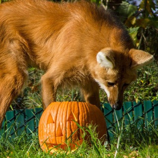 Логотип @hourlymanes - Guara Central