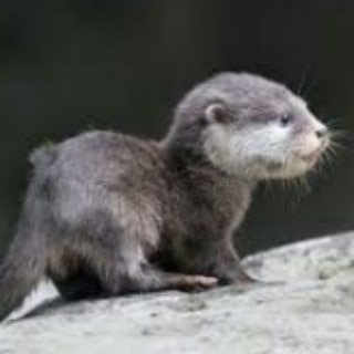 Логотип @hourlyott - Hourly Otter