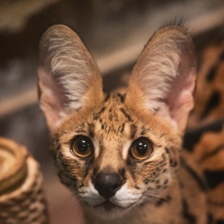 Логотип @hourlyservals - HourlyServals
