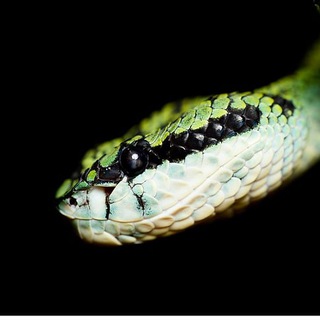 Логотип @hourlysneks - Hourly Danger Noodles