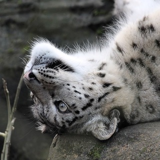 Логотип @hourlysnep - Hourly Sneps