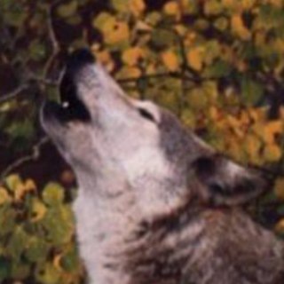 Логотип @hourlywolves - HourlyWolves