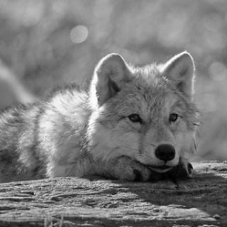 Логотип @hourlywoofs - Hourly Woofs