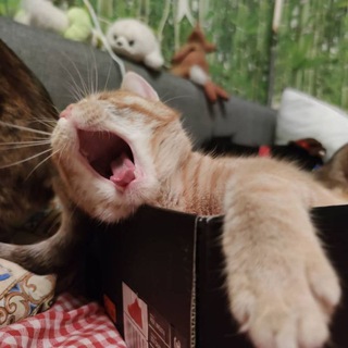 Логотип @house_of_the_cats - Будни котобанды