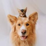 ДІМ ДЛЯ ТВАРИН 🇺🇦 ANIMAL HOUSE