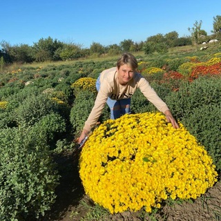 Логотип @hrizantema_sonie - Хризантема🌸, многолетние цветы🌼